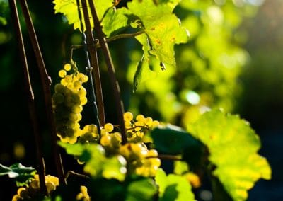 Cave des champs, famille clavien, miège sierre crans-montana valais vin, vignoble valaisan photo 8