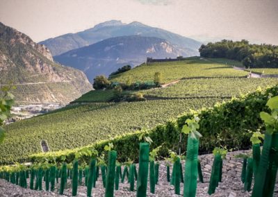 Cave des champs, famille clavien, miège sierre crans-montana valais vin, vignoble valaisan photo de jeunes vignes